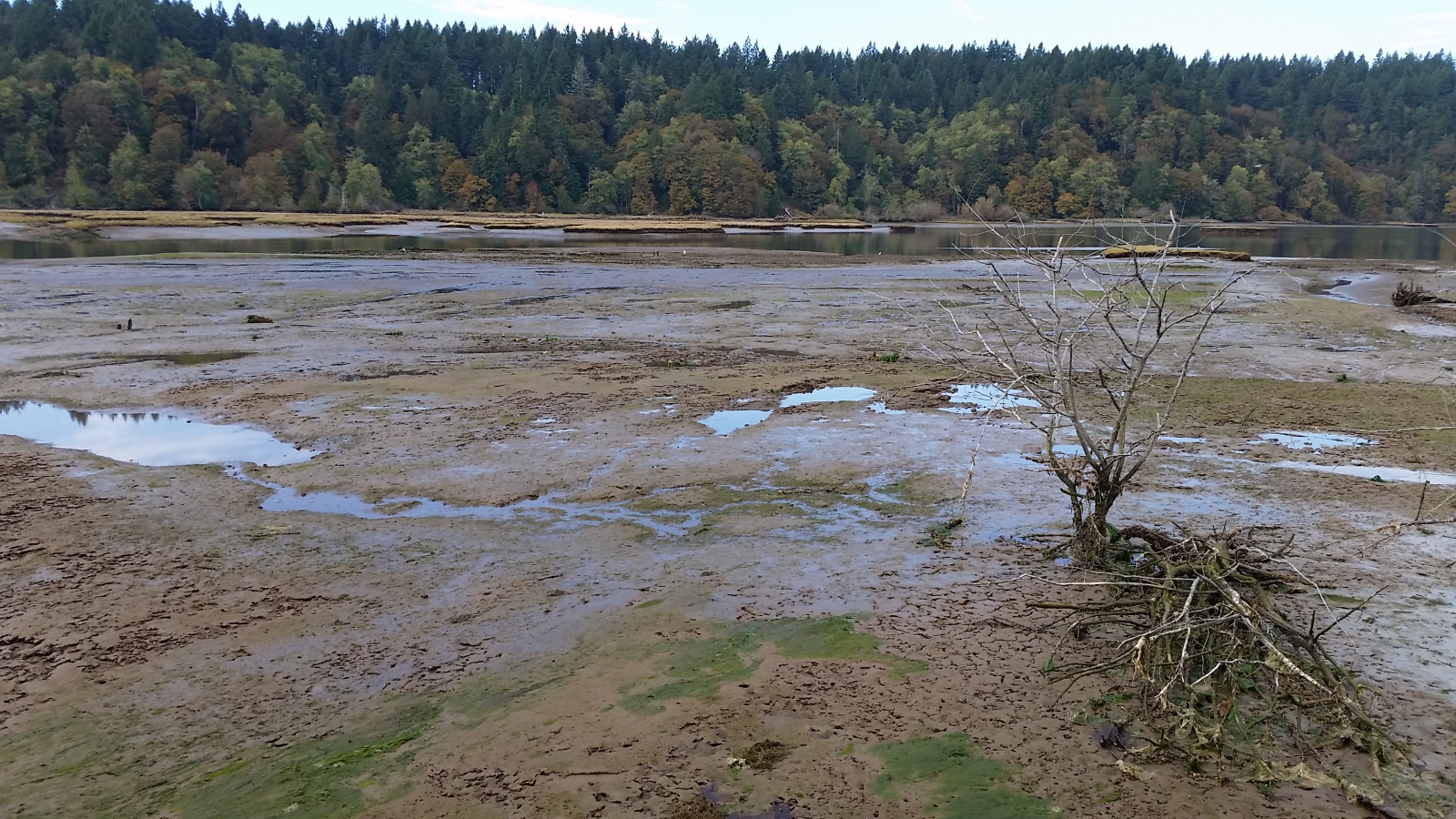 2015-10-16-Nisqually Floodplain