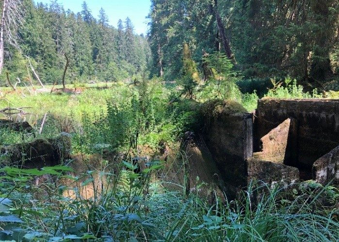 Morganroth Springs Habitat, Fain Environmental LLC ecosystem restoration project
