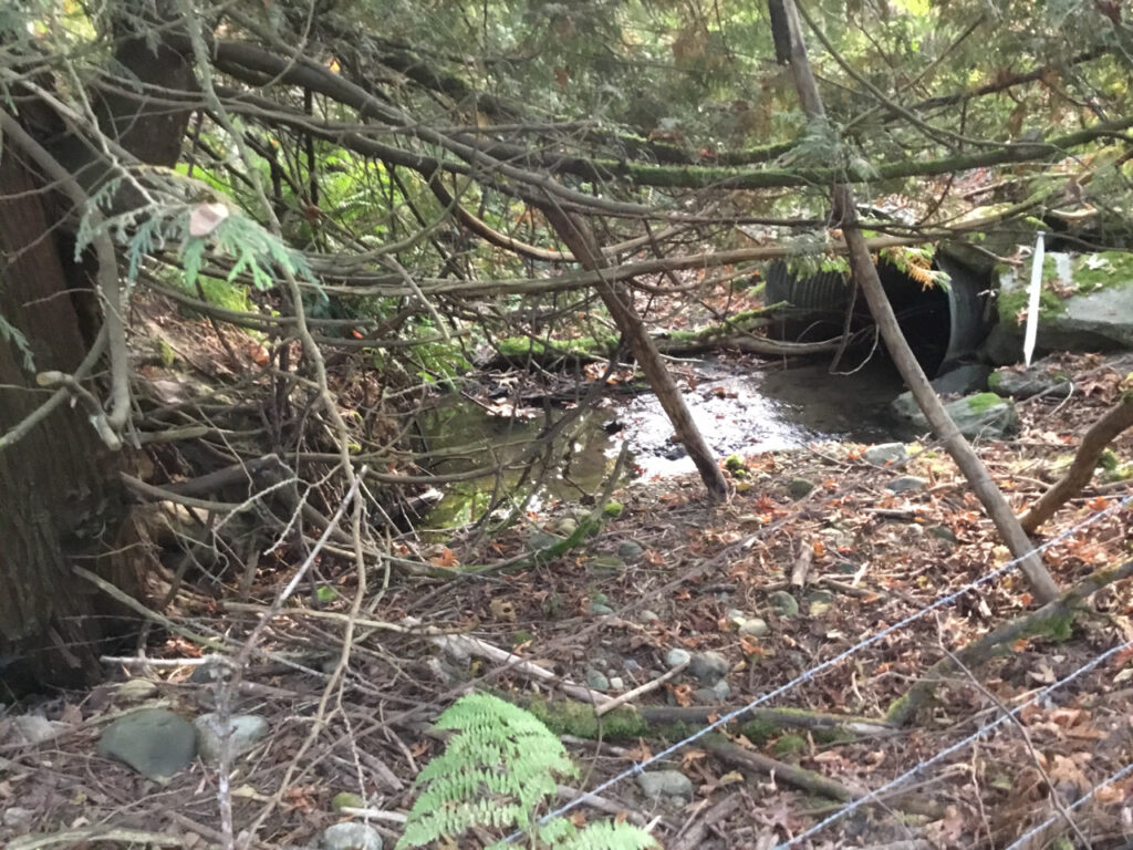 Little Carey's Stream and Wetland Restoration
